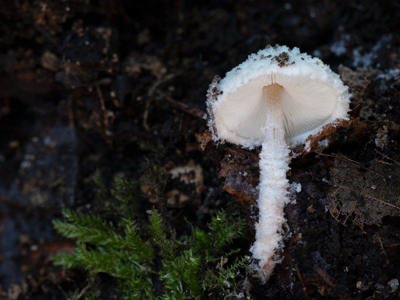 Cystolepiota pulverulenta Cystolepiota pulverulenta